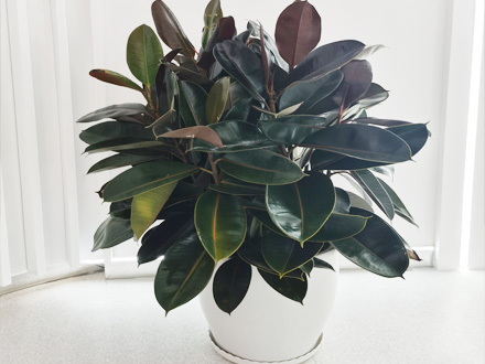 綠植租擺